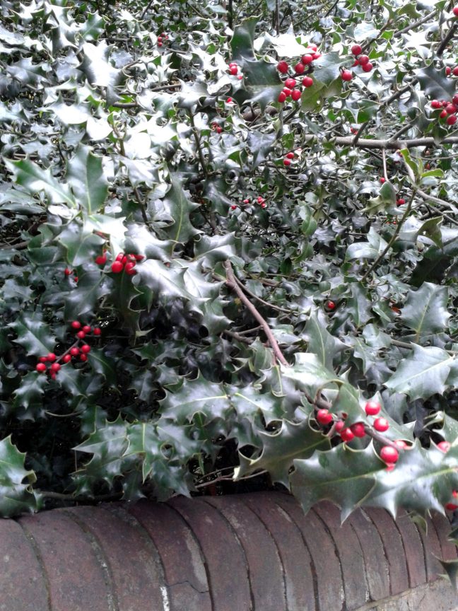 holly is everywhere here.  it's like christmas all the time!
